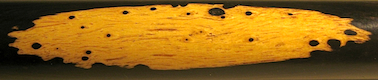 [ Sapwood Inclusion ]